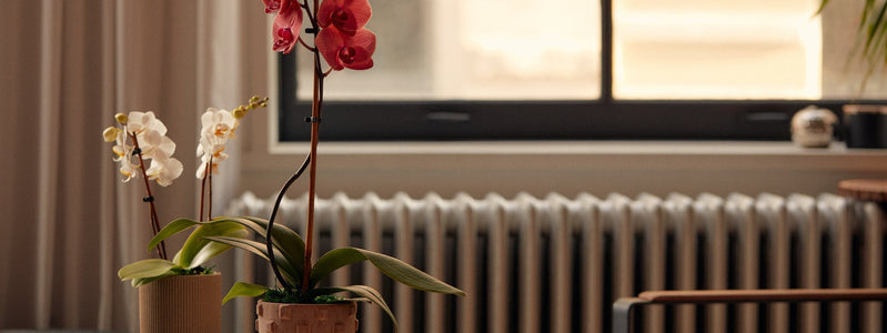 33 Popular Tropical Flowers to Grow in Your Garden or Home