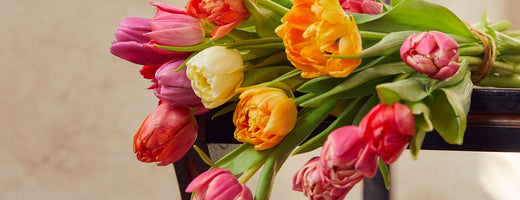 Close up of colorful tulip flowers for Valentine's Day