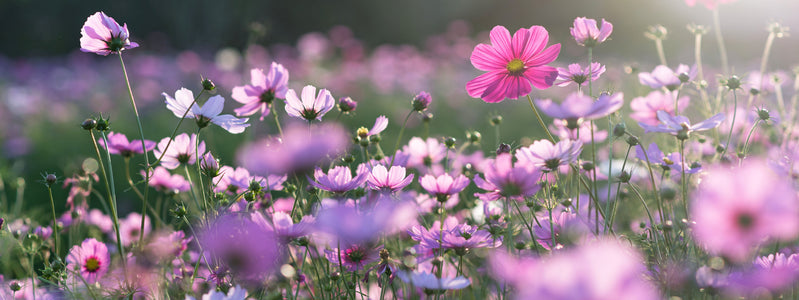Field of purple and pink cosmo flowers