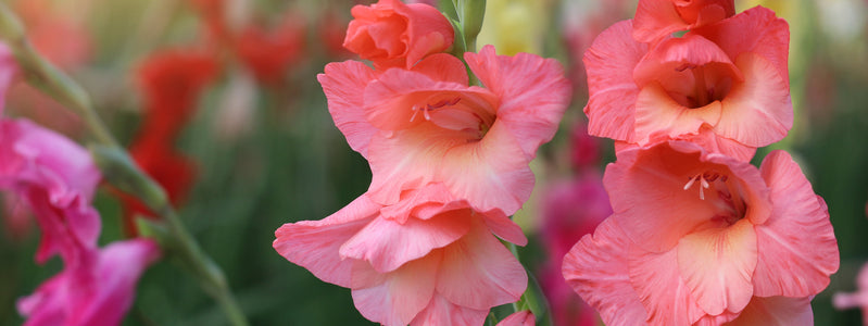 Close up on gladioli flowers