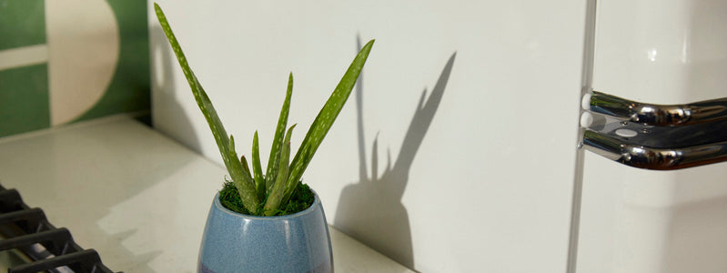 Close up of an indoor plant in a sunny kitchen