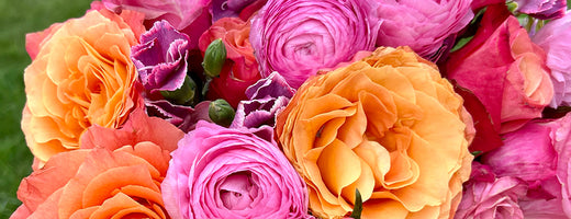 Close up of carnation flowers, one of January birth flowers