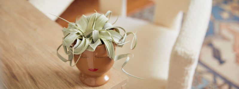 Close up of a trendy houseplant