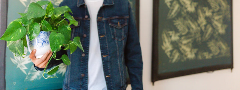 Best plants to send for Father's Day