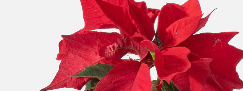Close up of a poinsettia flower