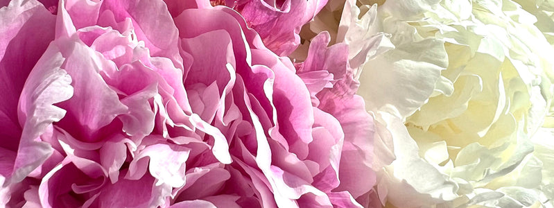 Close up of romantic peony flowers