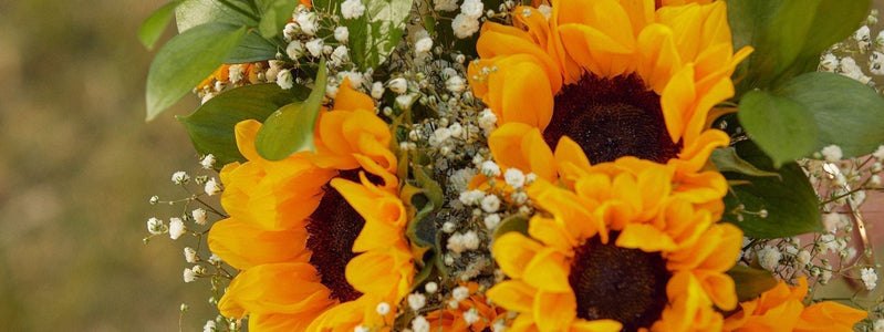 Close up of a bouquet of sunflowers.