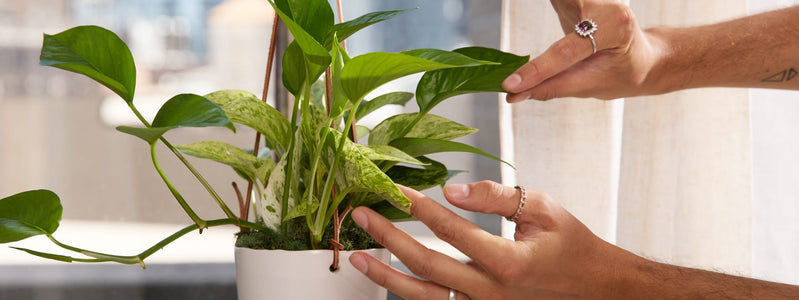 11 Plants That Don’t Need Sunlight