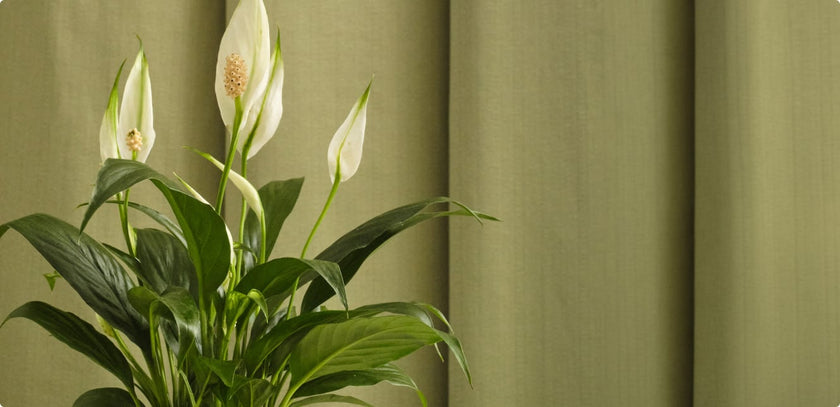 Top 5 Best Mother's Day Plants in 2026
