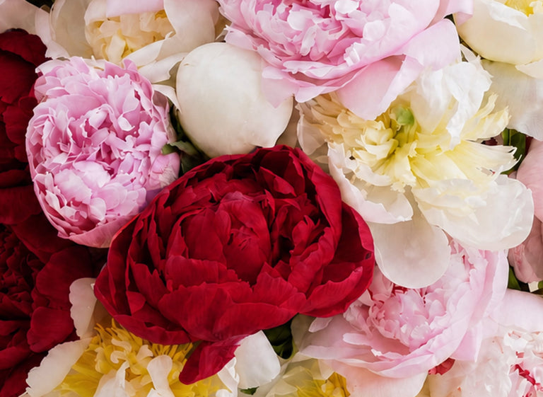 Double The Alaskan Peony