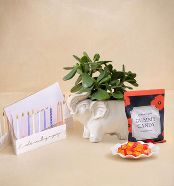 Decorative items including a plant, card, and gummy candy on a beige surface.
