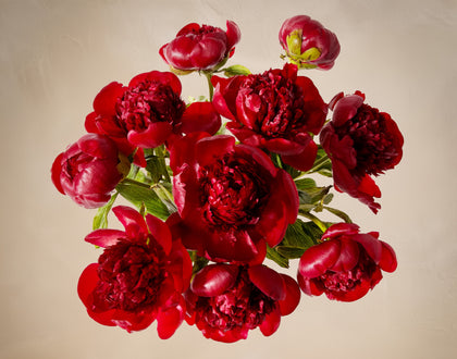 The Cherry