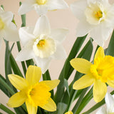 Double The Daffodil Fields