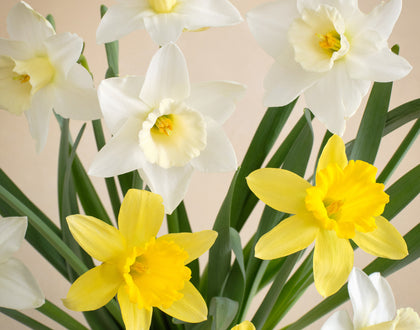Double The Daffodil Fields