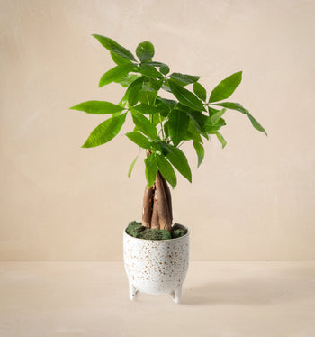 Potted plant with green leaves on a beige background