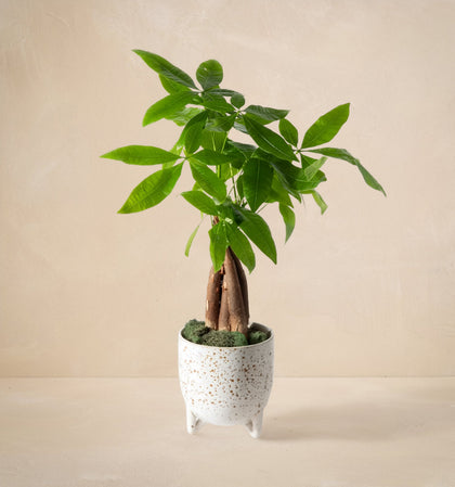 Potted plant with green leaves on a beige background