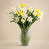 Double The Daffodil Fields