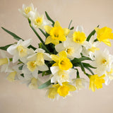 Double The Daffodil Fields