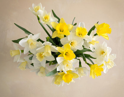 Double The Daffodil Fields