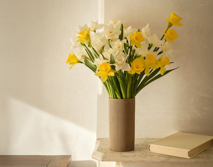 Double The Daffodil Fields
