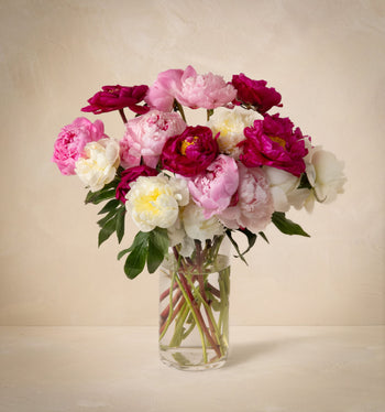 Double the Grower's Choice Peony