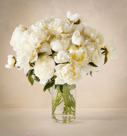 Bouquet of white flowers in a clear vase on a beige background