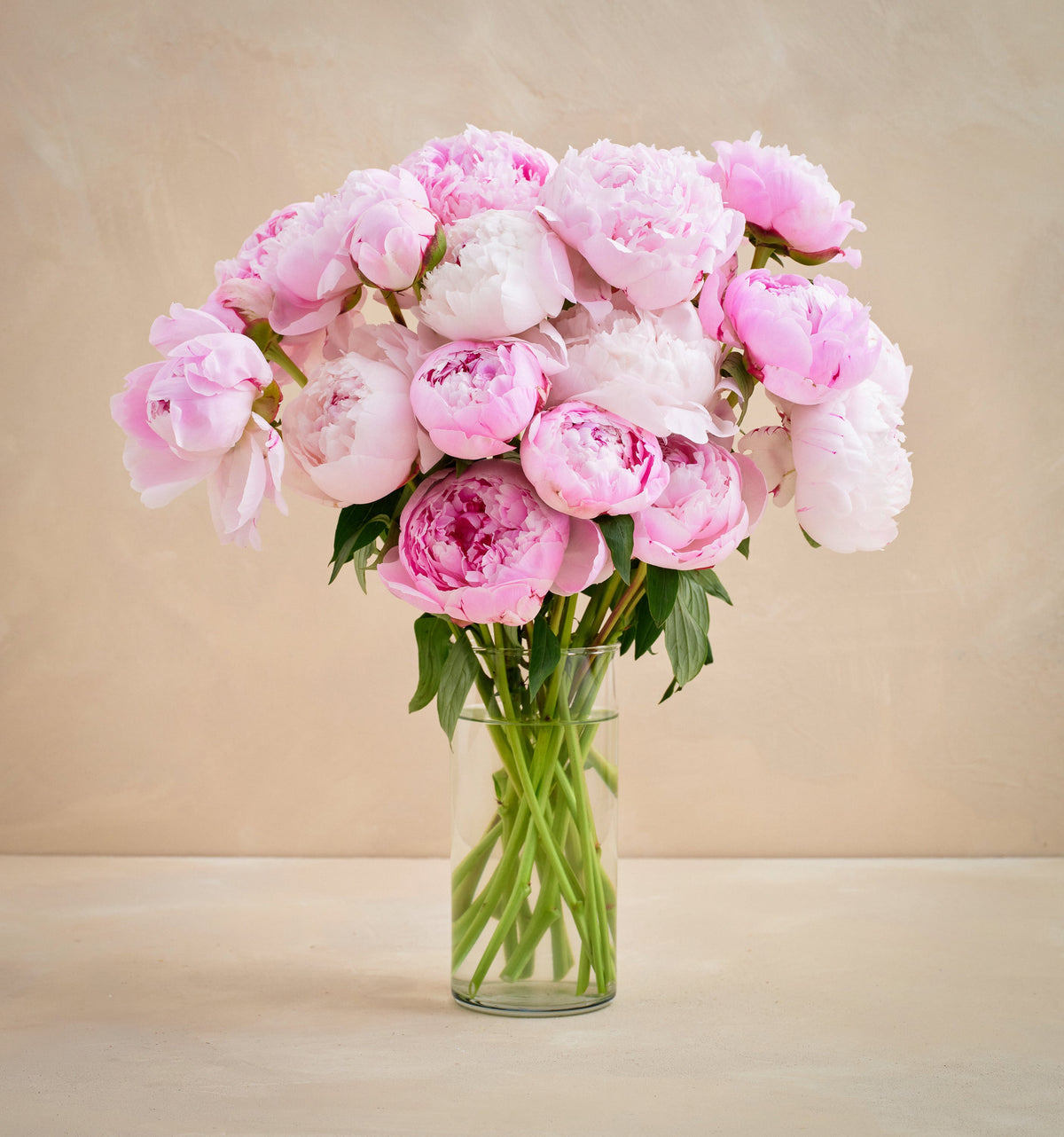 Bouquet of pink peonies in a clear vase on a beige background