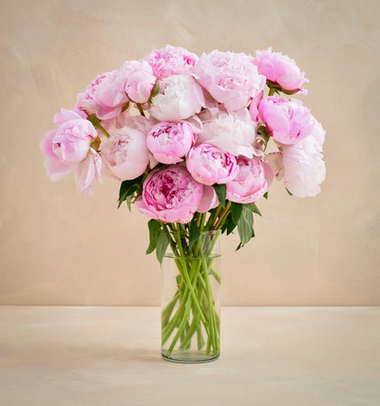 Bouquet of pink peonies in a clear vase on a beige background