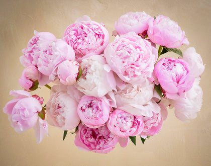 Bouquet of pink peonies on a beige background