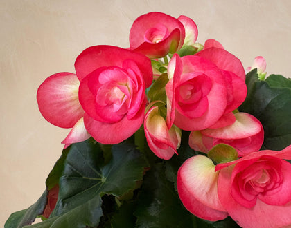 Close-up of pink flowers with green leaves on a beige background