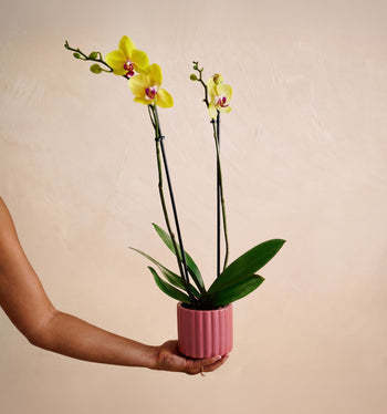 Person holding a potted orchid with yellow flowers against a beige background