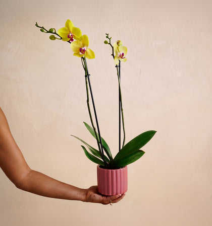 Person holding a potted orchid with yellow flowers against a beige background