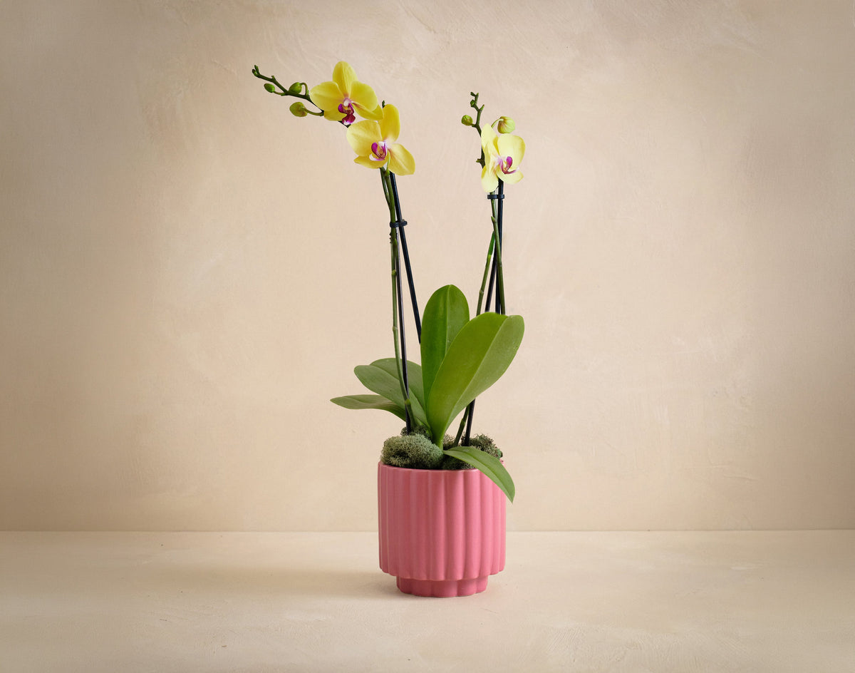 Potted orchid with yellow flowers in a pink pot on a beige background