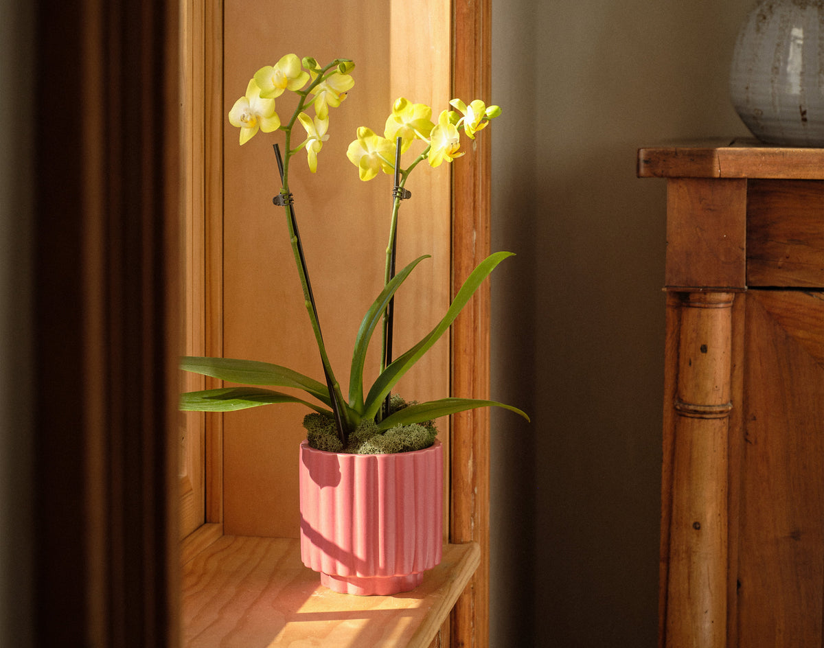 Potted yellow orchid plant on a wooden shelf with a wooden cabinet in the background.