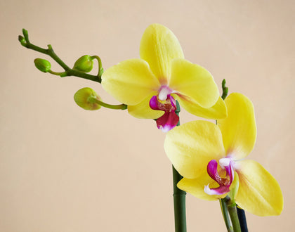 Yellow orchids on a beige background