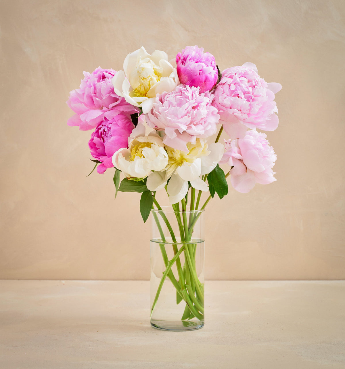 Bouquet of pink and white peonies in a clear vase on a beige background