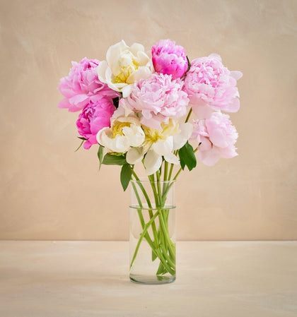 Bouquet of pink and white peonies in a clear vase on a beige background