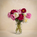 The Grower's Choice Peony