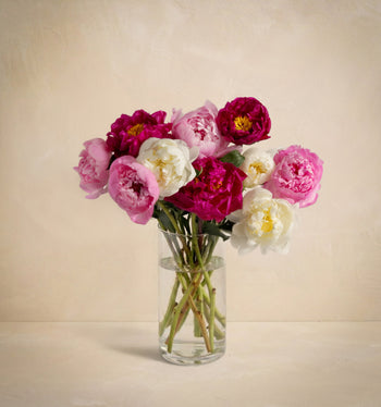 The Grower's Choice Peony