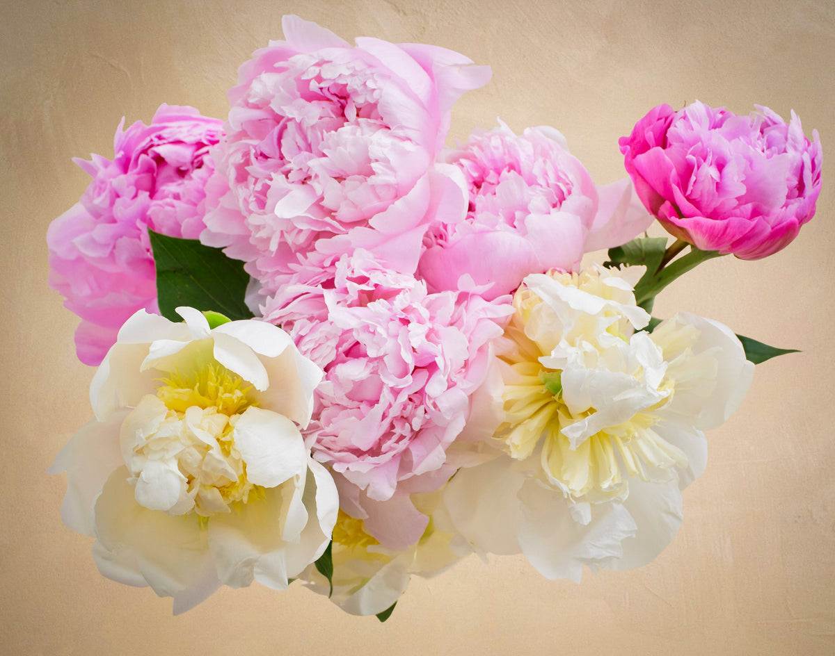 Bouquet of pink and white flowers on a beige background