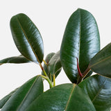 The Lacquered Leaves