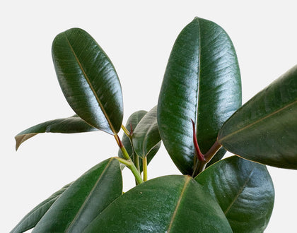 The Lacquered Leaves