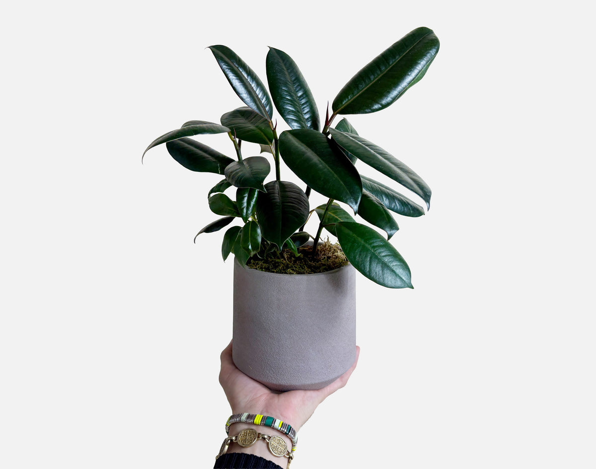 The Lacquered Leaves