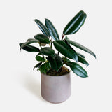 The Lacquered Leaves