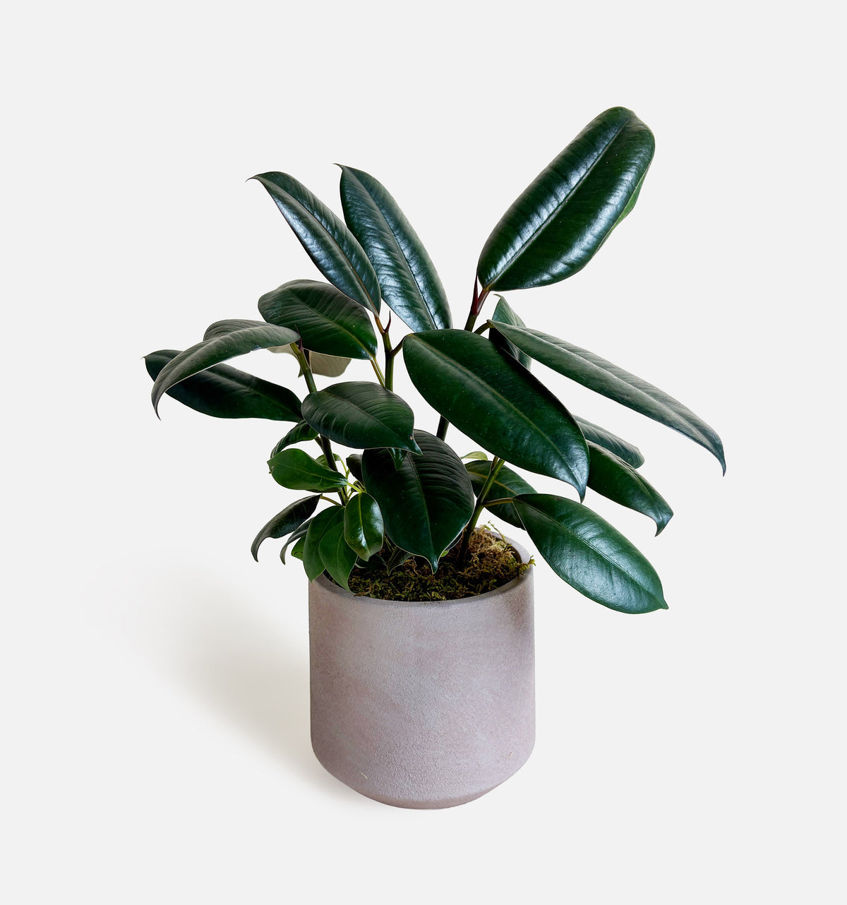 The Lacquered Leaves