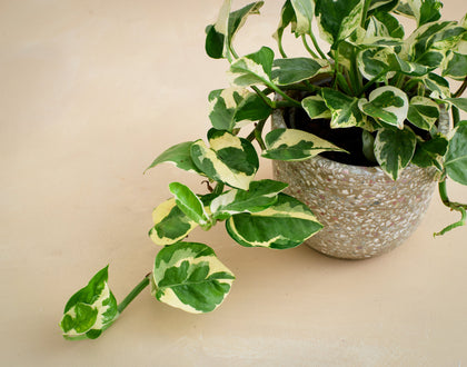 Potted plant with variegated leaves on a beige background