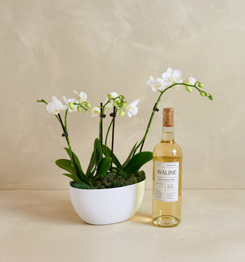 Potted orchid plant next to a bottle of Avaline wine on a beige background