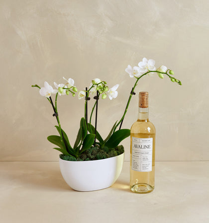 Potted orchid plant next to a bottle of Avaline wine on a beige background