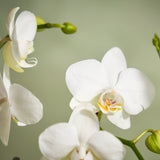 The Neutral Orchids