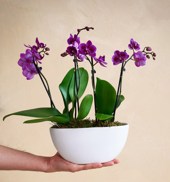 Potted purple orchid plant held by a hand against a beige background